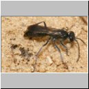 Pompilus cinereus - Wegwespe w46 9mm mit Spinne.jpg